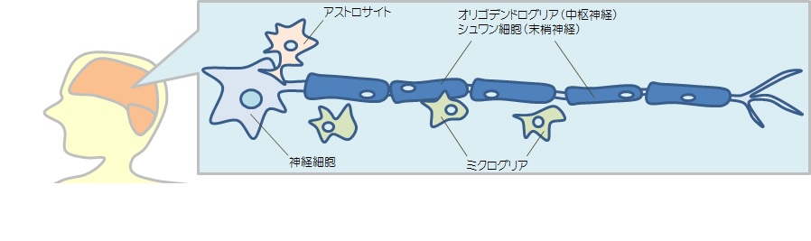 グリア細胞について