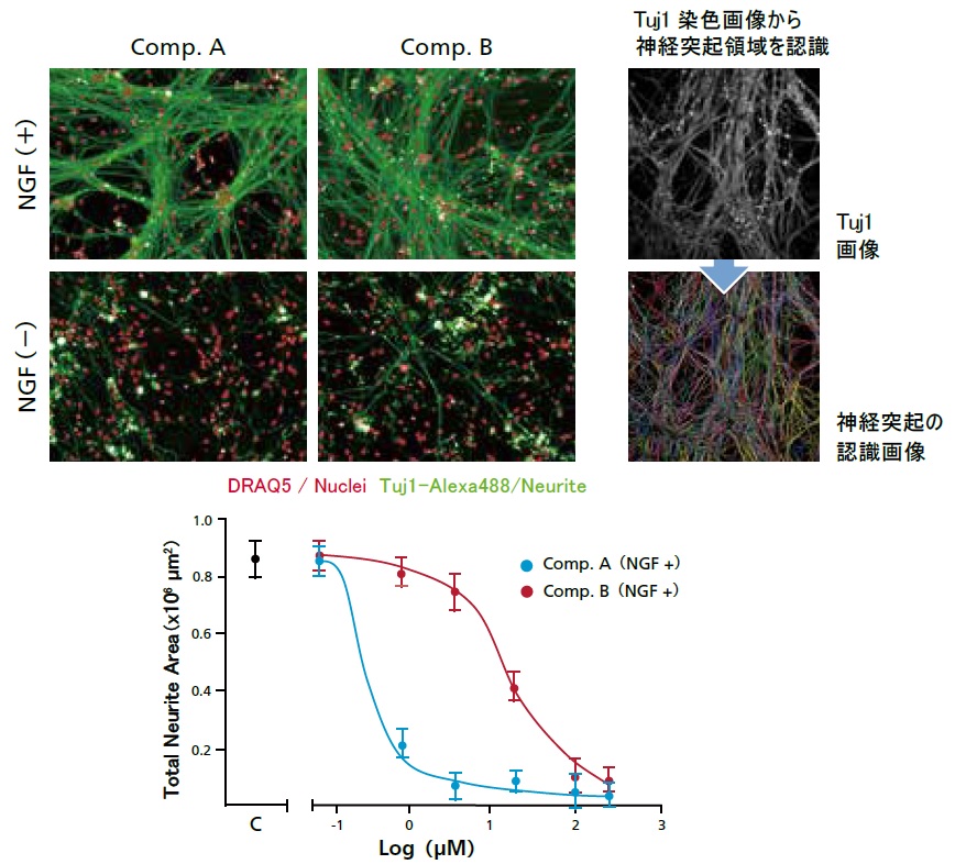 Operetta CLSによる神経細胞への化合物への影響の解析