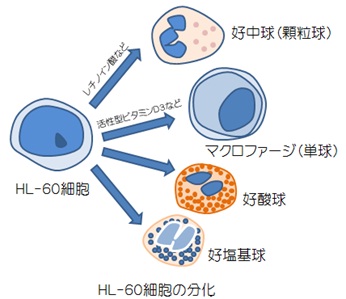 HL-60細胞の分化-好中球（顆粒球）・マクロファージ（単球）・好酸球・好塩基球-