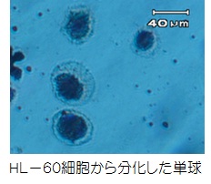 HL-60細胞から分化した単球