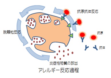 肥満細胞の脱顆粒によるアレルギー反応過程