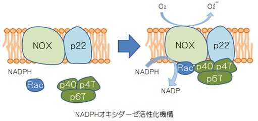 NADPHオキシダーゼ活性化機構