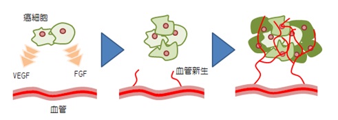 癌細胞に血管新生の出来る過程