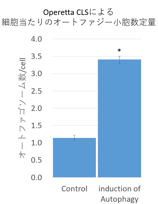 Operetta CLSによる細胞当たりのオートファジー小胞定量