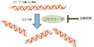 コラゲナーゼによるコラーゲンの分解阻害