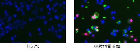 癌細胞のアポトーシス誘導の顕微鏡写真