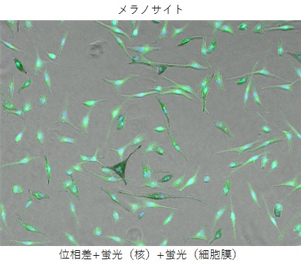 メラノサイトの位相差と蛍光を重ね合わせた写真