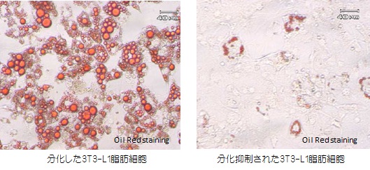 3T3-L1脂肪細胞のOil Red染色結果