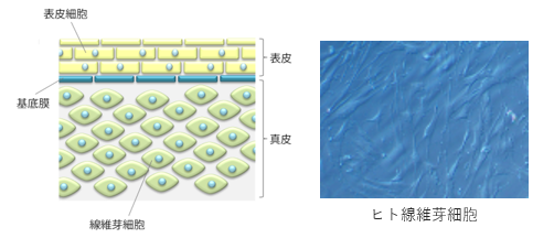 ヒトの皮膚の構造と線維芽細胞の顕微鏡写真