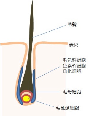 毛髪の構造－毛乳頭細胞・毛母細胞・毛包幹細胞など-