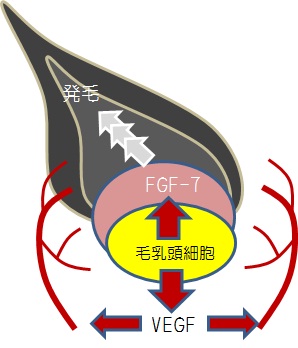 ヒト正常毛乳頭細胞顕微鏡写真