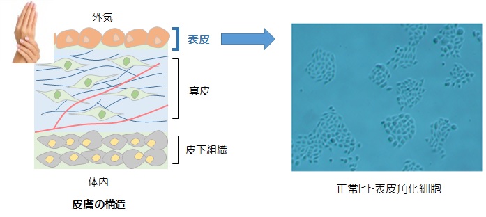 皮膚の構造と正常ヒト角化細胞写真