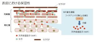 表皮における保湿性―フィラグリン・・セラミドの役割―