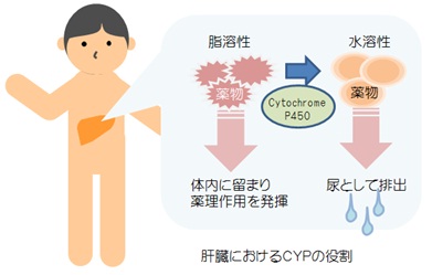 肝臓におけるCYPの役割