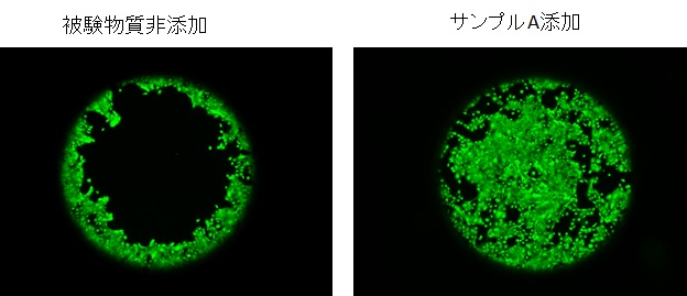 細胞遊走の蛍光写真