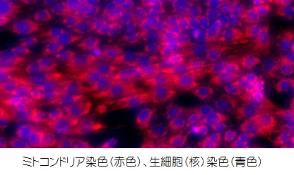 株式会社エーセルは細胞を用いた研究を総合的にサポートします。