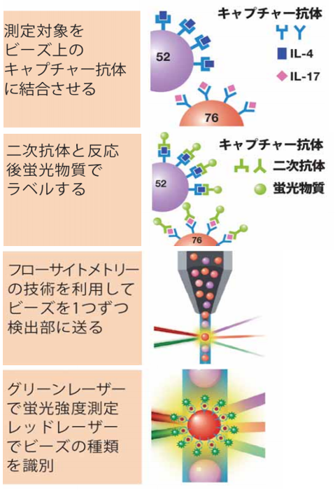 Bio-plexを用いたマルチプレックスシステムのサスペンションビーズアレイテクノロジーの原理