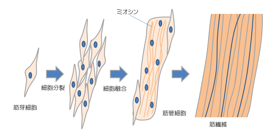 筋芽細胞から筋管細胞を経て筋繊維が形成される様子