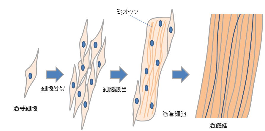 筋芽細胞