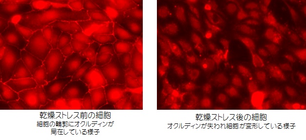 角膜上皮細胞におけるオクルディン抗体染色像-乾燥ストレスによる影響-