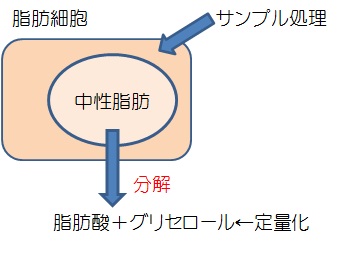 脂肪分解試験測定原理