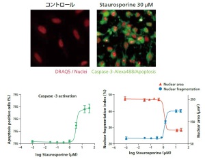 Opertta CLSによるHeLa細胞のアポトーシス誘導の解析