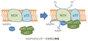 NADPHオキシダーゼ活性化機構