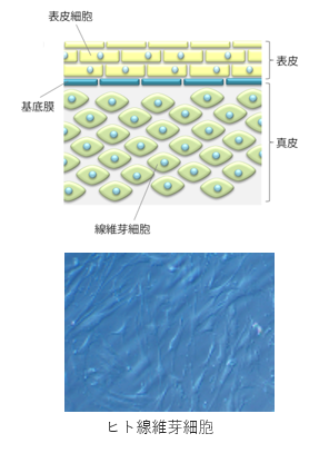 皮膚の構造と線維芽細胞の顕微鏡写真