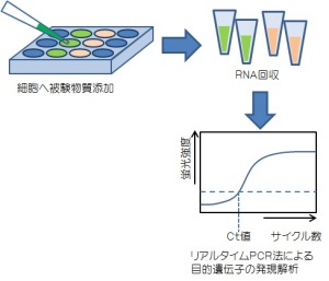 細胞からのリアルタイムPCR法による目的遺伝子の解析