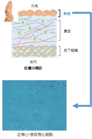 皮膚の構造と正常ヒト表皮角化細胞写真