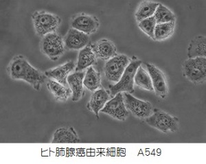 ヒト肺癌由来細胞　A549