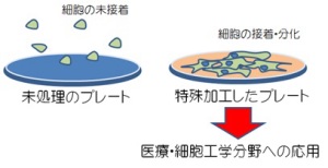 基材と細胞の親和性