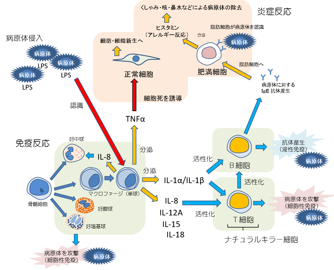 免疫反応とマクロファージの役割