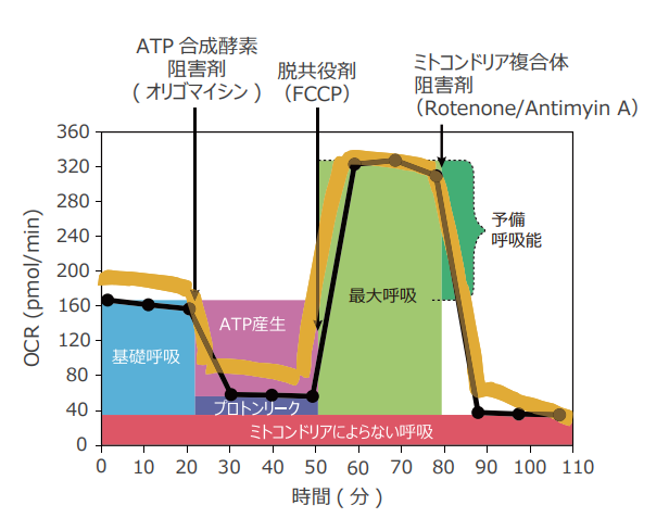 細胞外フラックスアナライザーを用いたミトコンドリア呼吸評価