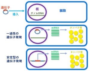 細胞の遺伝子導入による一過性発現と安定発現