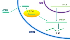 siRNAによる細胞ノックダウンの原理