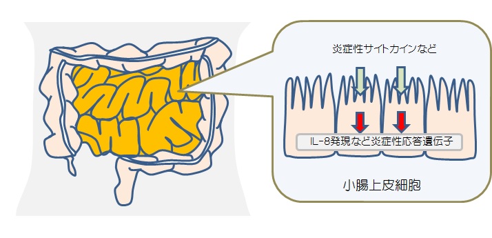 小腸上皮細胞からIL-8が産生される様子